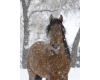 winter horse sticker