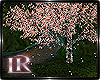 iR" Cherry Blossom