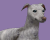 EDEN SilvBrin Greyhound