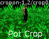 Pot Crop DJ Light