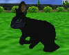 Rabbit black Ko