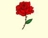 A Single Rose