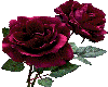 Color Changing Roses
