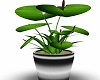 Steel Potted Anthurium