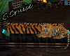 (CC)"Unbend" Tiger Couch