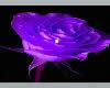 CAZZ*Purple Rose Picture