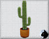 !Cactus Terracotta