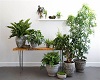 indoors plants set