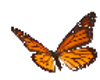 Orange Butterfly Swarm