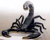 (Mx)Black Scorpion