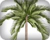 palm desert / DERIV