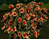 Goblin Blanket Flower