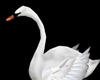 Animated Swan★