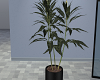 Plant-Vase