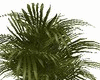 Rustic Palm
