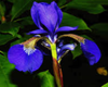 IRIS FLOWERS BLUE