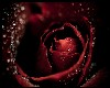 Rose Dark Red