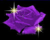 dark purple  rose couch