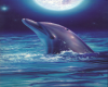 Midnight Dolphin