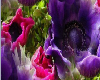 (SS)Purple Flowers