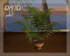 *jf* Oasis Plant T1