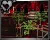 *Valentines  Plant