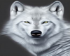 whie wolf curtains