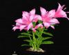 Pink Flowers/Black Pot