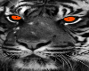 dark tiger