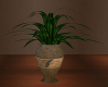 Plant with brown pot
