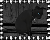 🖤 Black Cat