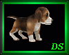 *Beagle Puppy  /Pet