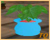 ~TQ~der large leaf pot