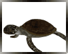 DS*ANIMATED TURTLE
