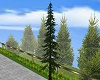 Tall Pine Tree