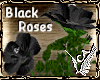 Roses In Bloom Black
