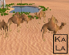!A Camels Group
