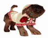 Chocolate Rose Dog Pet