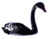 Swan - Transparent