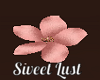 Sweet Lust  Flowers