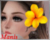 M. Yellow Flower H.