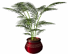 Morocco Palm