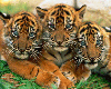 I <3 Tigers! XXL
