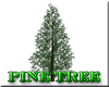!FC! Pine Tree 1