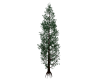 Tall Forest Tree