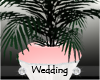 Pink Wedding Plant V2