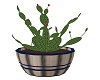 COUNTRY CATUS PLANT