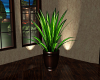 SIERRA POTTED PLANT