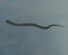 ANIMATED WATER SNAKE