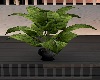 BLACK POTTED PLANT